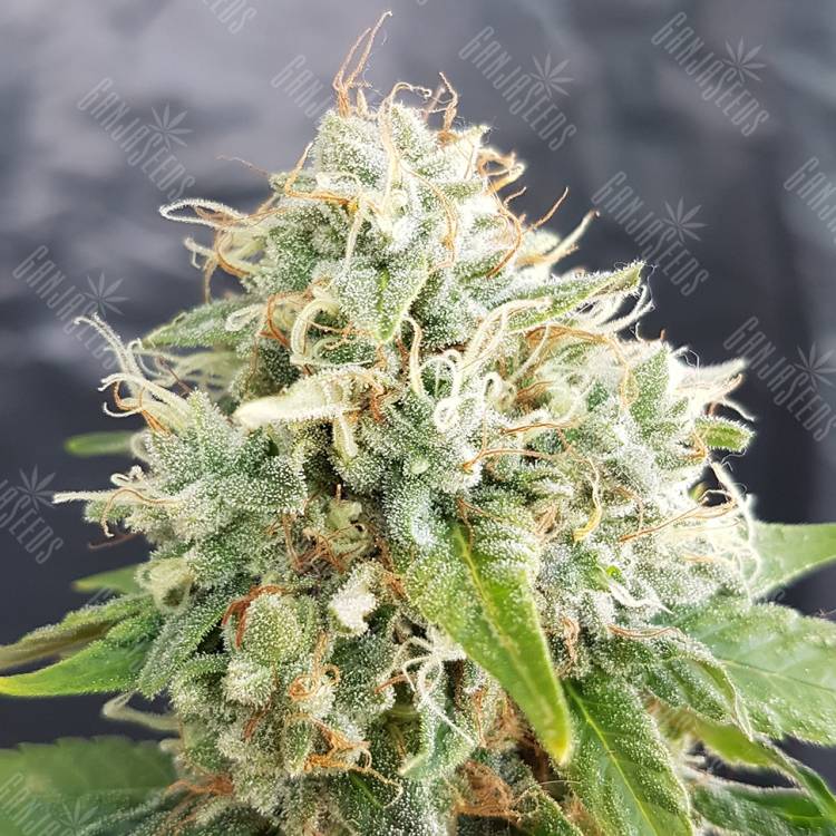 семена конопли для посадки купить Auto Grapefruit regular семена конопли для посадки купить Auto Grapefruit regular