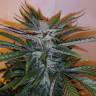 регулярные семена конопли купить White Russian x White widow (Russian Widow) regular Ganja Seeds