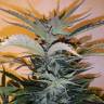 купить семена конопли White Russian x White widow (Russian Widow) regular Ganja Seeds