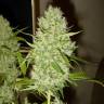 заказ семян конопли Спб G13 Haze feminised Barneys Farm