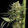 семена конопли f1 в оригинальной упаковке Kosher Tangie (24k Gold) feminised DNA Genetics