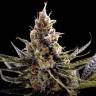 семена сортовой конопли Kosher Tangie (24k Gold) feminised DNA Genetics