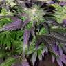 семена конопли почтой Pure Power Plant regular Nirvana Seeds