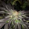 семена конопли наложенным платежом Pure Power Plant regular Nirvana Seeds