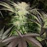 заказать качественные семена конопли Pure Power Plant regular Nirvana Seeds