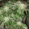 заказать на сайте семена конопли Pure Power Plant regular Nirvana Seeds