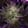 где можно заказать семена конопли Pure Power Plant regular Nirvana Seeds