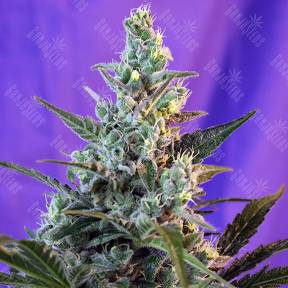 Auto Sweet Skunk feminised Sweet Seeds