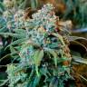 Семена марихуаны Auto Opium feminised Ganja Seeds