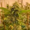 мощные сорта конопли San Fernando Lemon Kush feminised