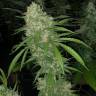 купить семена конопли не дорого San Fernando Lemon Kush feminised