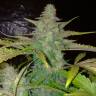 семена конопли Россия Auto Northern Lights feminised