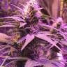 мощные сорта конопли Purple Kush feminised