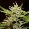 семена конопли Auto Blue Ryder regular