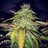 семена конопли почтой Auto Blue Ryder regular