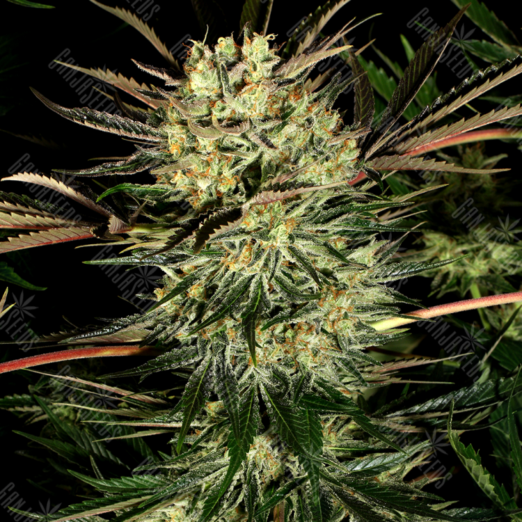 купить семена конопли Pure Power Plant feminised