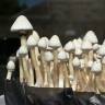 отпечатки псилоцибиновых грибов Albino A+