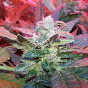 Auto Haze 2.0 feminised Ganja Seeds