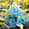 семена конопли курьером Auto Northern Lights feminised Green House Seeds