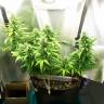 семена конопли для курения Auto Great White regular