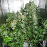 семена конопли White Skunk regular Ganja Seeds