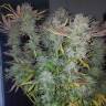 купить семена конопли Gorilla Zkittlez feminised Barneys Farm