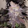 семена конопли недорого Gorilla Zkittlez feminised Barneys Farm
