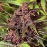 семена конопли Спб Auto Black Haze feminised Exotic Seed