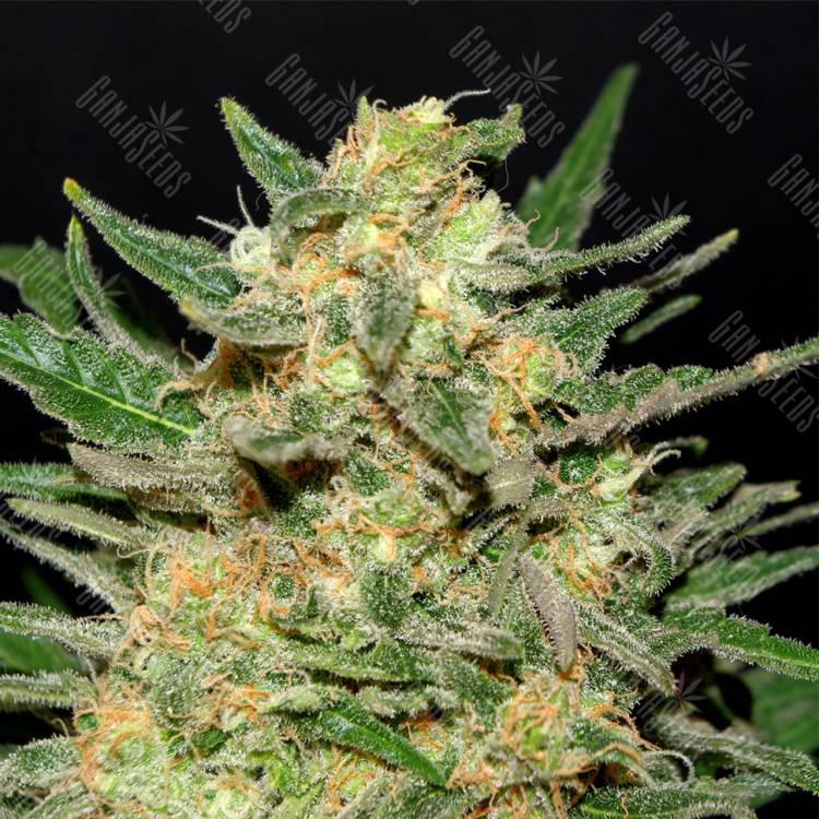 где заказать семена конопли Thai Fantasy feminised Kannabia Seeds