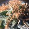 семена индийской конопли Raspberrry Cough regular Nirvana Seeds