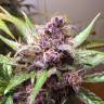 Семена марихуаны Indigo Berry Kush feminised Ganja Seeds недорого