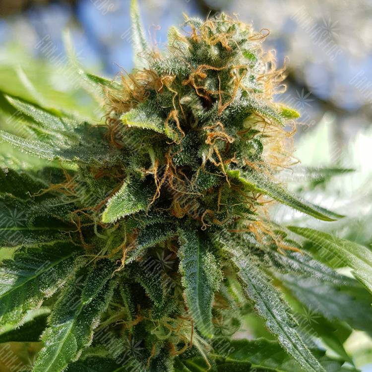 семена индийской конопли Auto Sweet Mango feminised Green House Seeds семена индийской конопли Auto Sweet Mango feminised Green House Seeds