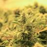 семена конопли курьером Karakum feminised Bang Seeds