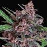 семена конопли для посадки купить Auto Black Lemon feminised Exotic Seed
