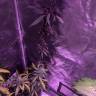 семена конопли курьером Auto Black Lemon feminised Exotic Seed