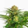 конопля семена сорта заказать White Domina feminised Kannabia Seeds