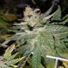 заказ семян конопли Спб Super Skunk regular Nirvana Seeds