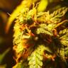 мощные семена конопли Auto Royal Gorilla feminised Royal Queen