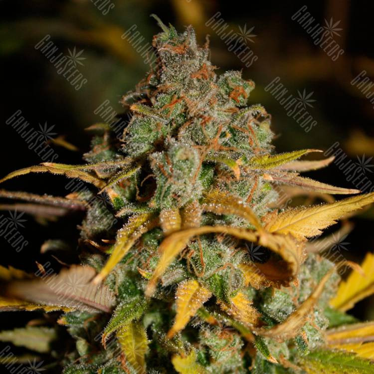 Семена конопли Wappa feminised Ganja Seeds