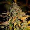 Семена конопли Wappa feminised Ganja Seeds