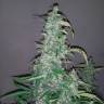 Качественные семена Wappa feminised Ganja Seeds
