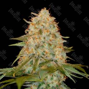LA Chocolat feminised DNA Genetics