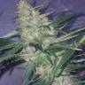 семена конопли курьером BCN Diesel CBD feminised Kannabia Seeds