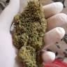 семена конопли для выращивания BCN Diesel CBD feminised Kannabia Seeds
