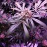 семена конопли курьером Snow White regular Nirvana Seeds