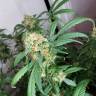 семена конопли для выращивания Snow White regular Nirvana Seeds