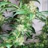 семена конопли марихуаны Snow White regular Nirvana Seeds