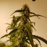 семена конопли интернет магазин Auto Green Poison XL feminised Sweet Seeds