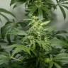 семена конопли для курения Auto White Widow feminised Green House Seeds