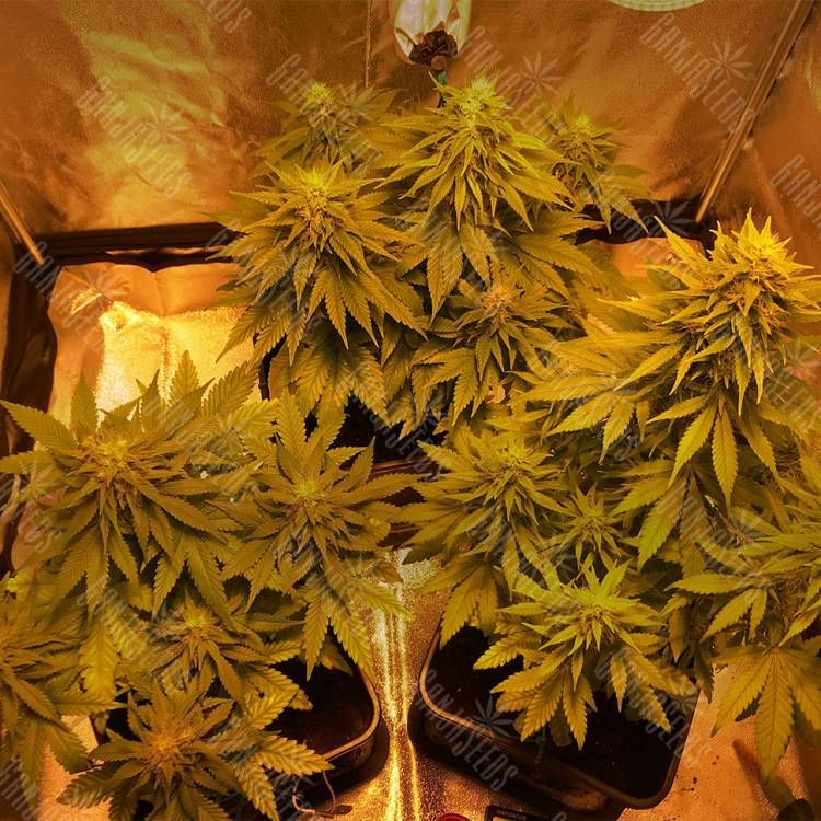 семена конопли для выращивания Laughing Buddha feminised Barneys Farm семена конопли для выращивания Laughing Buddha feminised Barneys Farm